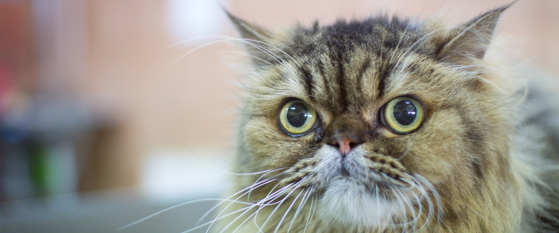 toilettage pour chat et chats de race Laval Montréal service rapide