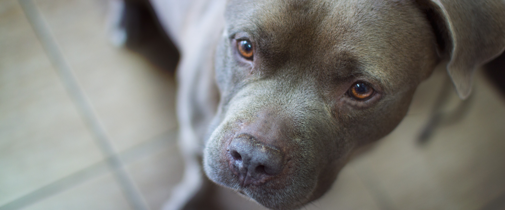 toilettage pour gros chien Laval Montréal service rapide